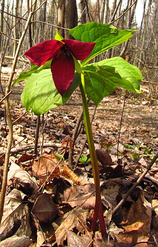 <i>Trillium erectum</i> Species of flowering plant