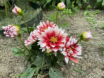 Chrysanthemum (không rõ loại nào)