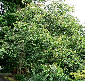 Rehderodendron macrocarpum form.jpg