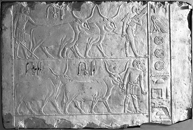 Relief of Men Presenting Oxen, c. 2500–2350 BCE Limestone. In this relief, three men bring cattle to the tomb owner, "from the towns of the estate", a