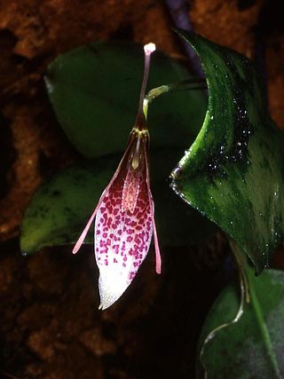 <i>Restrepia lansbergii</i> Species of orchid