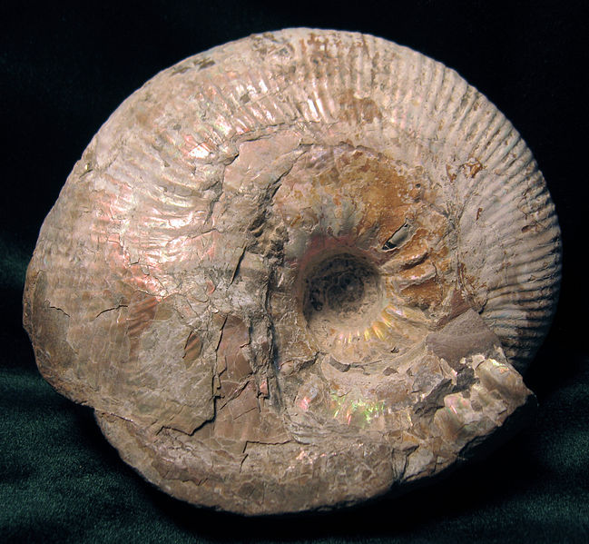 File:Rhaeboceras halli SR EA 07-04-09.jpg