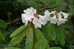 Description de l'image Rhododendron auriculatum.jpg.