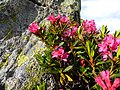 Vorschaubild für Rostblättrige Alpenrose