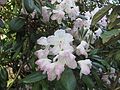 Rhododendron smirnowii (ru:) (en:) (de:) (lv:)