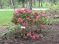 Rhododendron x williamsianum0.jpg