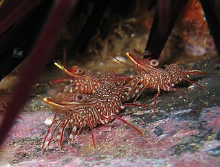 Rhynchocinetidae Family of crustaceans