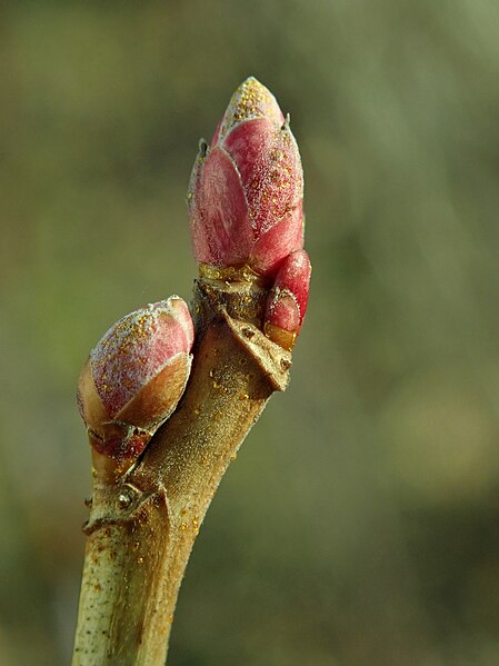 File:Ribes nigrum 2019-02-15 5720.jpg