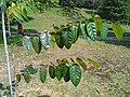 Richetia peltata at Kepong Botanical Garden 20230625 111828.jpg