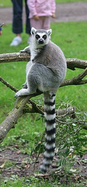 Free ranging ring tailed lemur