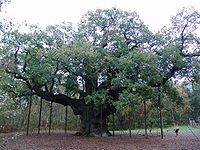 Major Oak, een zeer oude eik in Sherwood Forest, Engeland