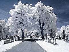 RocSnow Infrared Cemetery Trees (17215478494).jpg