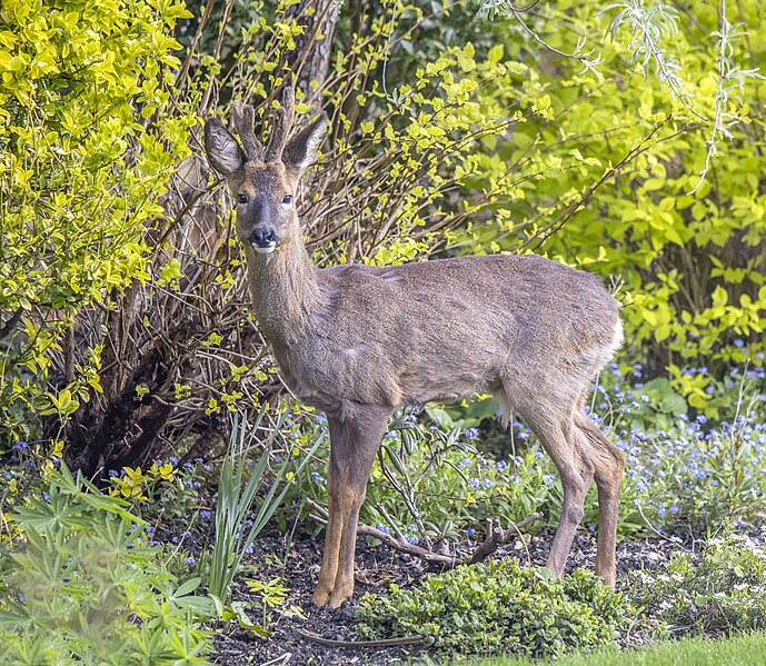 File:Roe deer (Capreolus capreolus) young male Cumnor 2.jpg