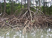 Botánica Raíz: Funciones de la raíz, Partes de la raíz, Endodermis