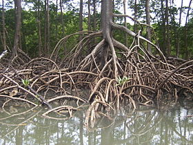 Stilt roots of a Rhizophora mangrove tree