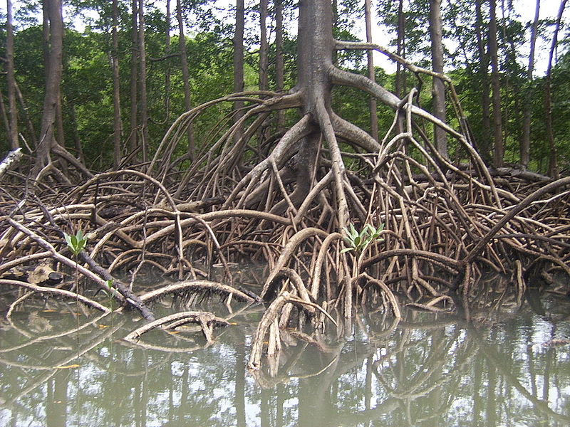 Aerial roots of red mangrove on an Amazonian river.