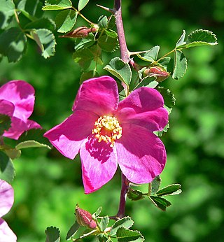 <i>Rosa willmottiae</i> Species of flowering plant