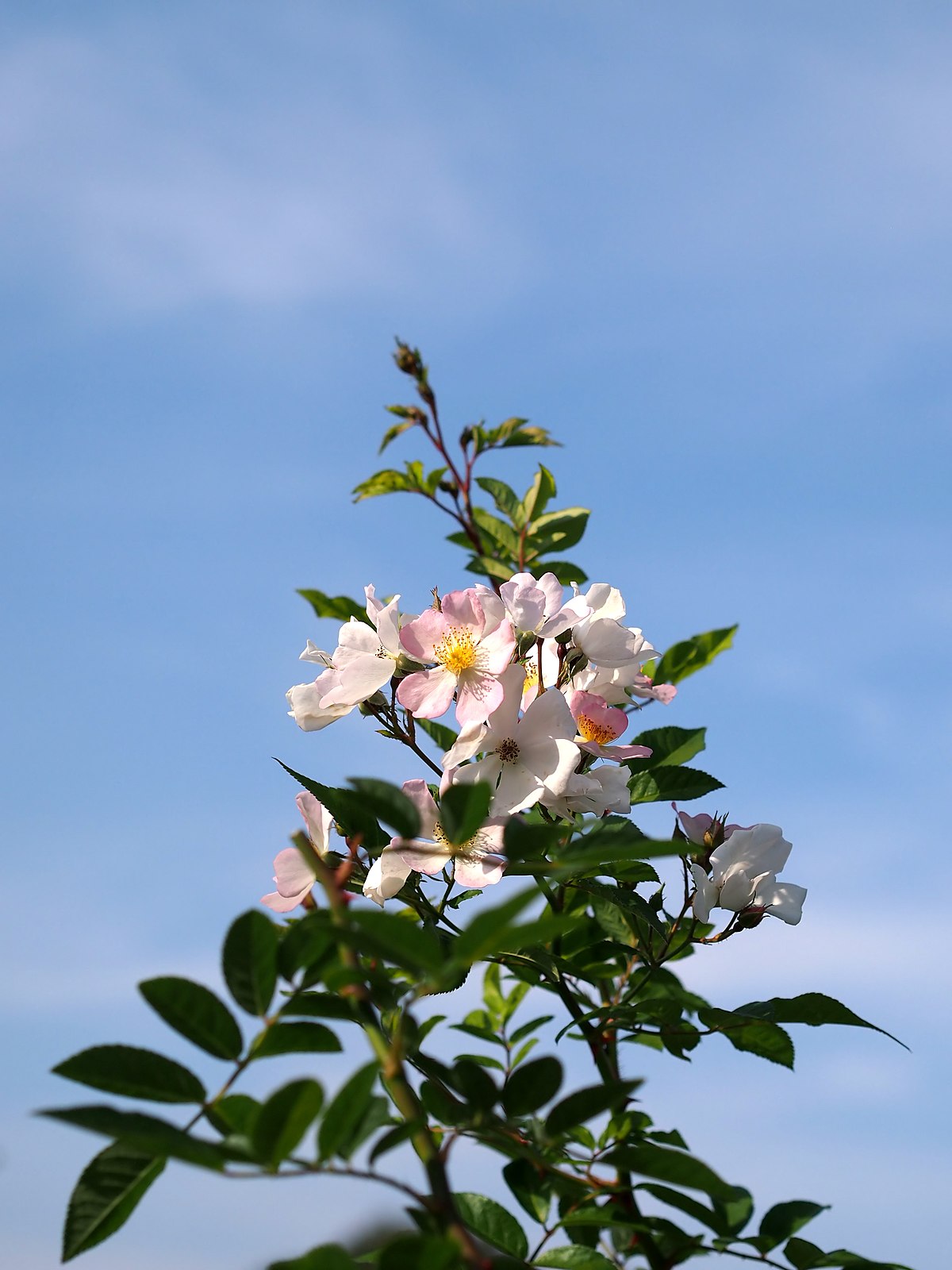 File Rose Nonoka バラ 野の花 Jpg Wikimedia Commons