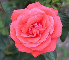 Rosa - Wikipedia, la enciclopedia libre