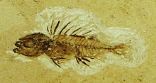 Ruffoichthys spinosus 3.JPG