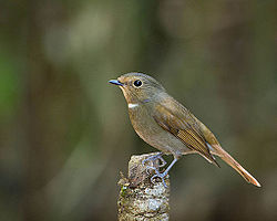 Rufous-bellied niltava (Female)