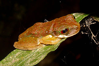 <span class="mw-page-title-main">Rufous-eyed brook frog</span> Species of amphibian