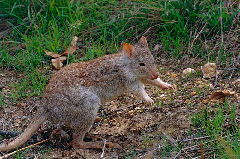 File:Rufous Bettong (Aepyprymnus rufescens) (9855411415).jpg