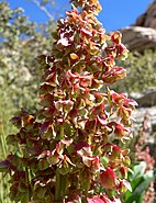 Rumex hymenosepalus "Canaigre"