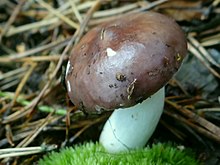 Russula badia. Loation: Poland, Kamionna (województwo małopolskie)