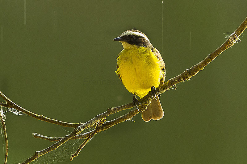 File:Rusty-margined Flycatcher - Colombia S4E0866 (16710956047).jpg