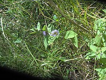 Mentha canadensis - Wikipedia