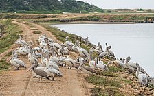 Стая серых пеликанов в национальном парке Бундала, Шри-Ланка