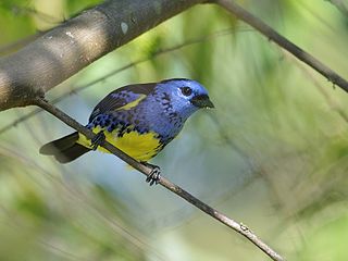 Turquoise tanager Species of bird