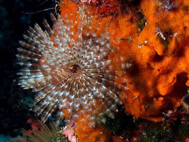 Panache de tentacules de la Sabelle de Saint-Joseph (Sabellastarte sanctijosephi), ver annélidé tubicole de la classe des polychètes. (définition réelle 2 400 × 1 800*)