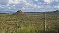 * Nomination View of part of Tucson, Arizona from West Saguaro National Park with Saguaro cacti --WClarke 02:59, 7 December 2016 (UTC) * Decline Insufficient quality. Unsharp, noisy sky. Why f/4.5 and 1/1000s? Where you on a fast moving vehicle? Sorry --Moroder 09:00, 9 December 2016 (UTC)