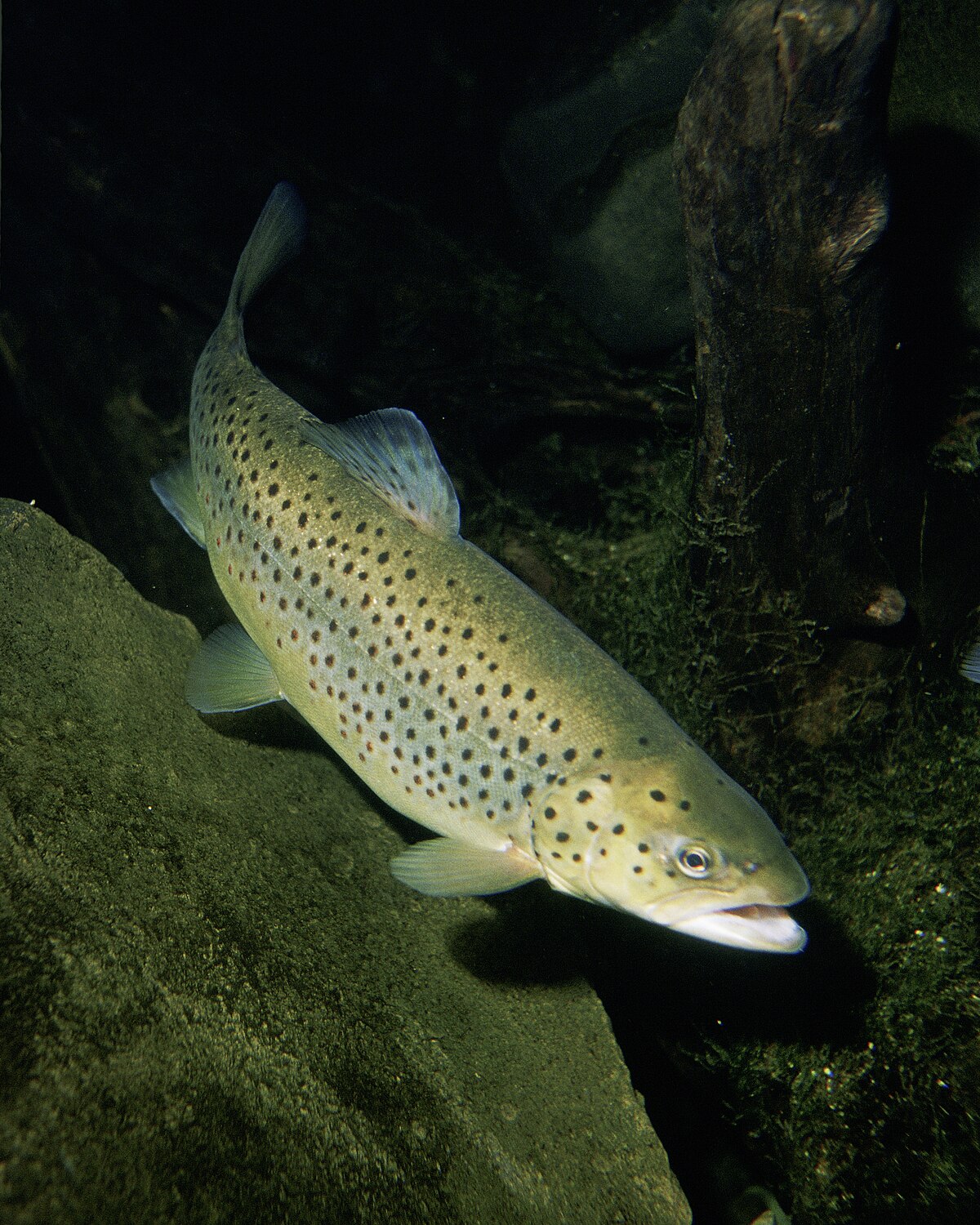 Trout - Wikipedia