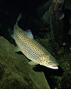 Actinopterygii (Brown trout)