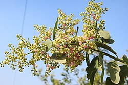 Persianhammastikkupuu (Salvadora persica)