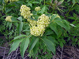Virágzó fürtös bodza (Sambucus racemosa)