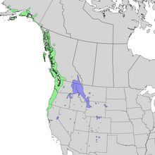 Sambucus racemosa racemosa и карта ареала меланокарпы 3.png