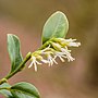 Thumbnail for File:Sarcococca hookeriana 24-01-2022. (d.j.b).jpg