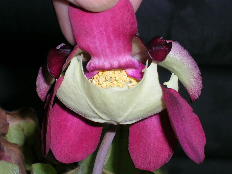 File:Sarracenia 2.JPG