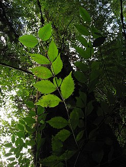 Sasafrass leaves.jpg