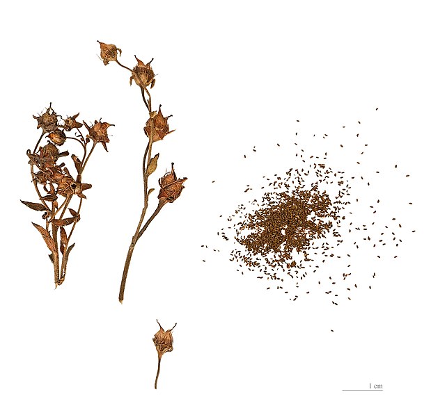 File:Saxifraga aizoides MHNT.BOT.2004.0.792.jpg