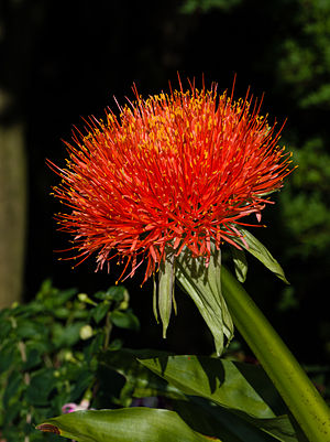 Scadoxus multiflorus