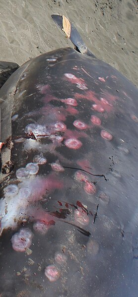 File:Scars from cookie-cutter shark bites on Gray's beaked whale.jpg