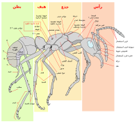 تشريح نملة عاملة