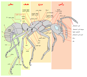 رسم تشريحي لنملة عاملة