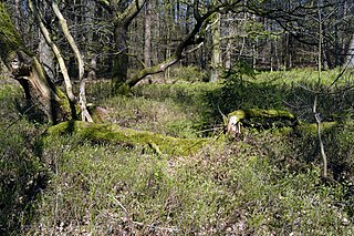 <span class="mw-page-title-main">Tönsheide Forest</span>