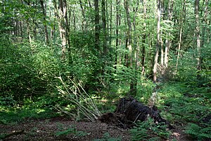 Schleswig-Holstein, Itzehoe, Landschaftsschutzgebiet Twiedtberge mit Umgebung NIK 6329.JPG